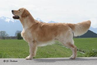 Ultime Mistral du Pays Sauvage "Bruno"