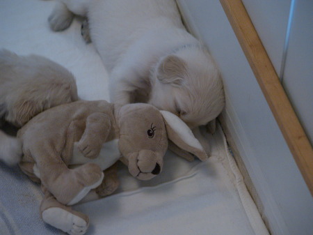 Kämpfchen mit dem Kuschelhasen 24.Tag