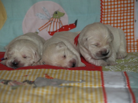 3 Mädchen: Lila, Orange und Rot 11.Tag