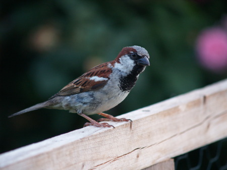 Gartenmitbewohner