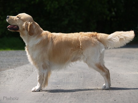 Dakota