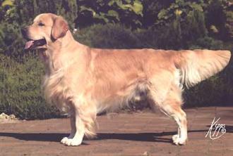 Xanthos Gryffindor